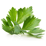 Ekstrak Seledri (Apium Graveolens Herba) bahan utama Altensia